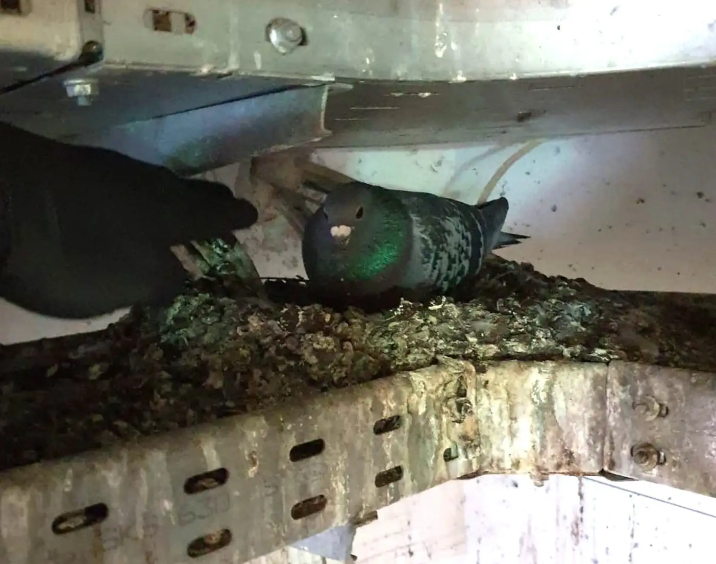 Duivennest met uitwerpselen, de vervuiling die vogelwering voorkomt